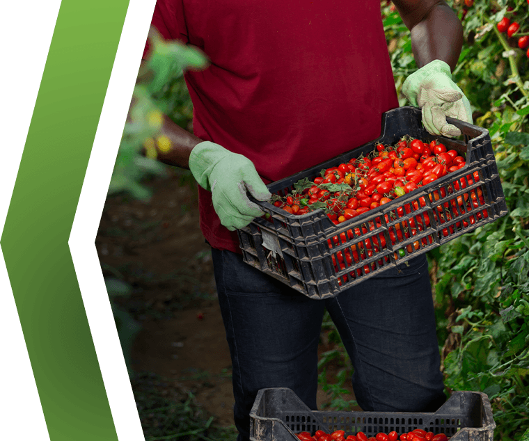 Agricultural Workers