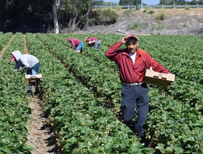 Farmworker stands in a monoculture agricultural field holding a cardboard produce box while adjusting his baseball cap