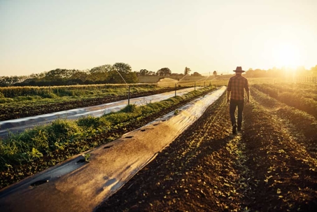 Agricultural worker walks through a monoculture field at sunrise