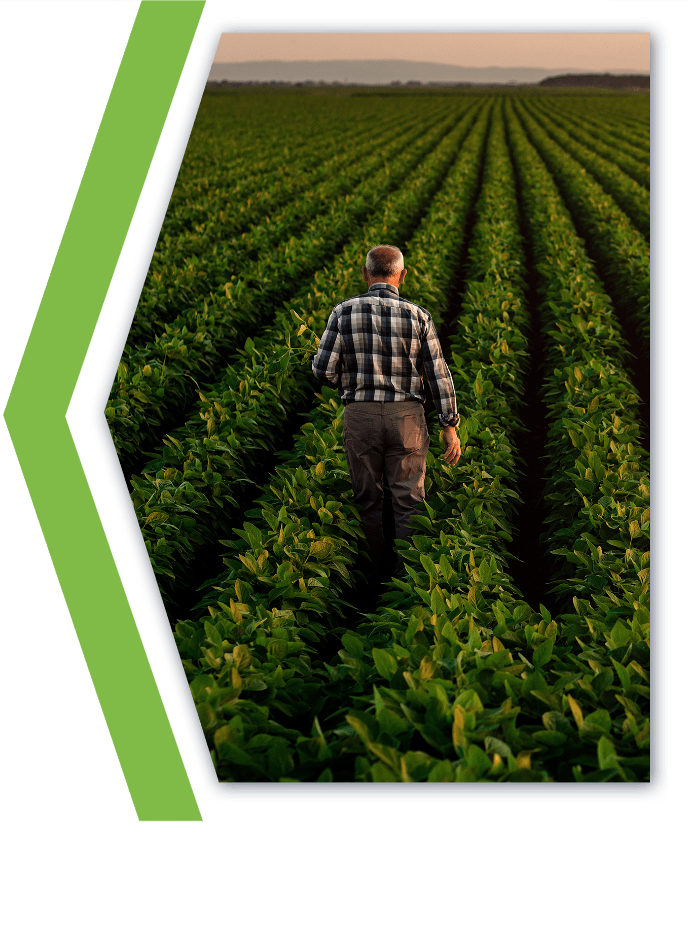 Trabajadores agrícolas